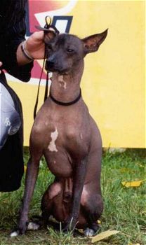 fperrosinpeloperupequeno5.jpg