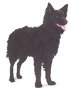 hrvatski ovcar - Visite Mawlch Coratian Sheepdogs