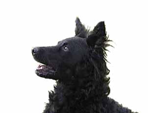 Drava Cretisa-Cita - Visite Mawlch Coratian Sheepdogs