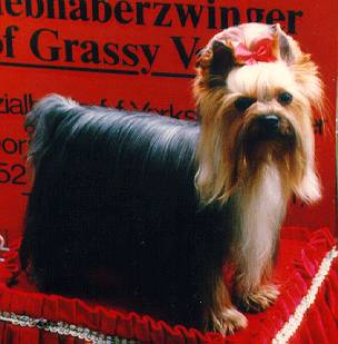 Rocky brachte u.a. die VDH Bundesg. 1992