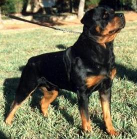 Link to Breeder / Z&uuml;chter / Eleveur