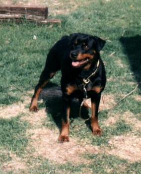 Link to Breeder / Z&uuml;chter / Eleveur