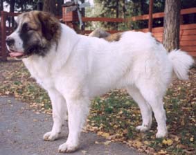 Link to Breeder / Z&uuml;chter / Eleveur
