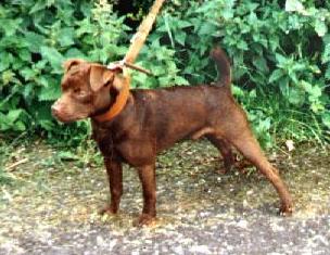 Link to Breeder / Z&uuml;chter / Eleveur