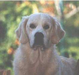 Link to Breeder / Z&uuml;chter / Eleveur
