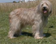 Link to Breeder / Z&uuml;chter / Eleveur
