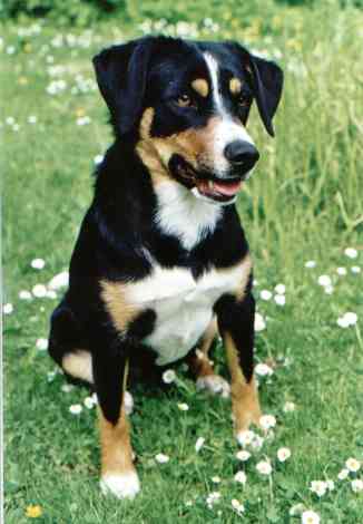Link to Breeder / Z&uuml;chter / Eleveur