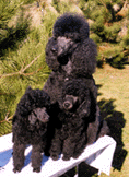 Link to Breeder / Z&uuml;chter / Eleveur
