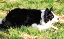 Link to Breeder / Z&uuml;chter / Eleveur