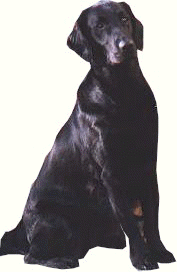 Link to Breeder / Z&uuml;chter / Eleveur