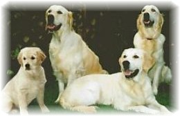 Link to Breeder / Z&uuml;chter / Eleveur