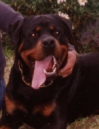 Link to Breeder / Z&uuml;chter / Eleveur