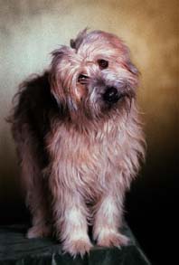 Link to Breeder / Z&uuml;chter / Eleveur