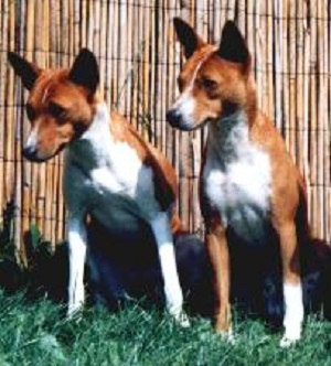 Link to Breeder / Z&uuml;chter / Eleveur