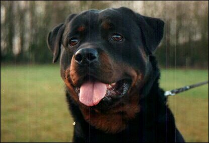 Link to Breeder / Z&uuml;chter / Eleveur