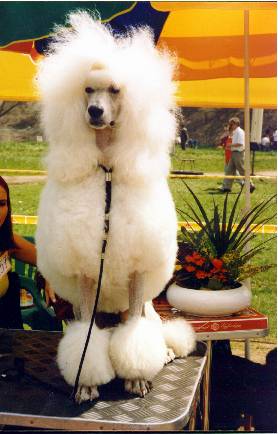 Link to Breeder / Z&uuml;chter / Eleveur