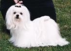 Link to Breeder / Z&uuml;chter / Eleveur