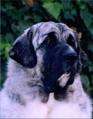 Link to Breeder / Z&uuml;chter / Eleveur