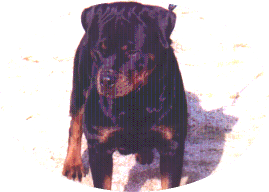 Link to Breeder / Z&uuml;chter / Eleveur
