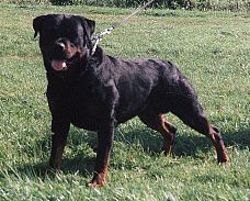Link to Breeder / Z&uuml;chter / Eleveur
