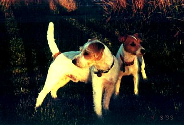 Link to Breeder / Z&uuml;chter / Eleveur