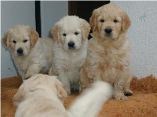 Link to Breeder / Z&uuml;chter / Eleveur