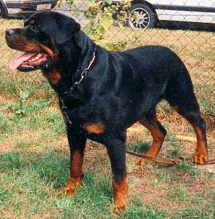 Link to Breeder / Z&uuml;chter / Eleveur