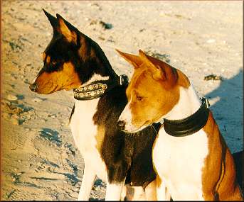 Link to Breeder / Z&uuml;chter / Eleveur