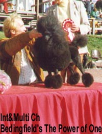 Link to Breeder / Z&uuml;chter / Eleveur