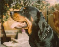 Link to Breeder / Z&uuml;chter / Eleveur