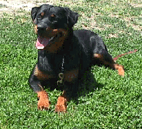 Link to Breeder / Z&uuml;chter / Eleveur