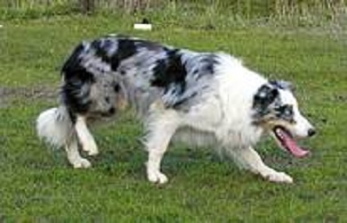 Link to Breeder / Z&uuml;chter / Eleveur