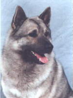 Link to Breeder / Z&uuml;chter / Eleveur
