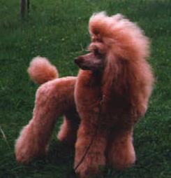 Link to Breeder / Z&uuml;chter / Eleveur