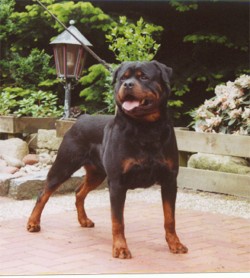 Link to Breeder / Z&uuml;chter / Eleveur