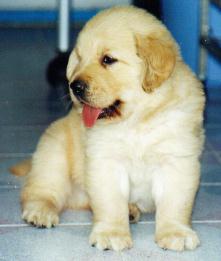 Link to Breeder / Z&uuml;chter / Eleveur