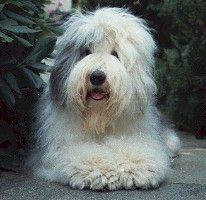 Link to Breeder / Z&uuml;chter / Eleveur