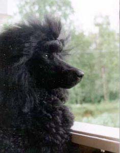 Link to Breeder / Z&uuml;chter / Eleveur