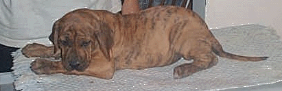 Link to Breeder / Z&uuml;chter / Eleveur