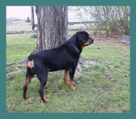 Link to Breeder / Z&uuml;chter / Eleveur