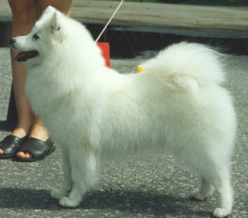Link to Breeder / Z&uuml;chter / Eleveur
