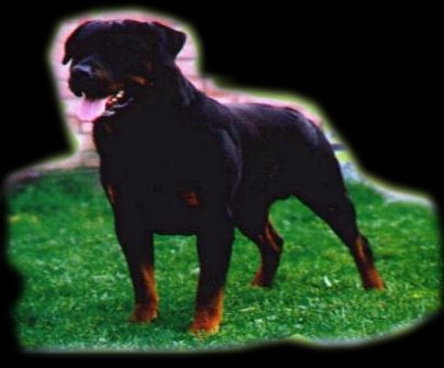 Link to Breeder / Z&uuml;chter / Eleveur