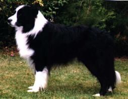 Link to Breeder / Z&uuml;chter / Eleveur