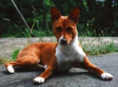 Link to Breeder / Z&uuml;chter / Eleveur