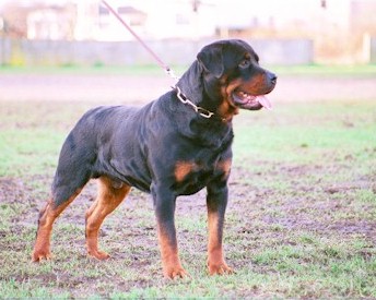Link to Breeder / Z&uuml;chter / Eleveur