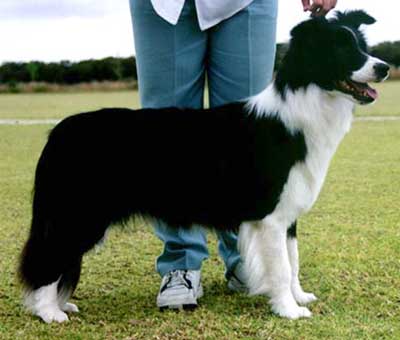Link to Breeder / Z&uuml;chter / Eleveur