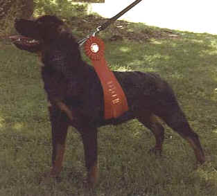 Link to Breeder / Z&uuml;chter / Eleveur