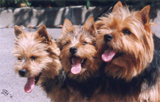 Link to Breeder / Z&uuml;chter / Eleveur