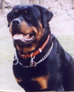 Link to Breeder / Z&uuml;chter / Eleveur