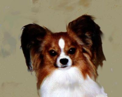 Link to Breeder / Z&uuml;chter / Eleveur